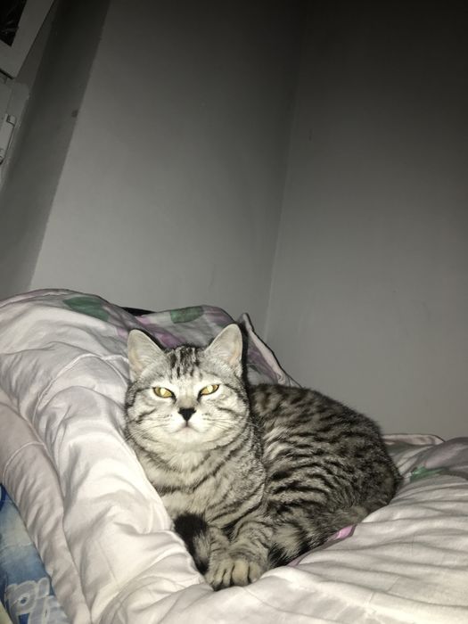 Кошка скотиш страйт