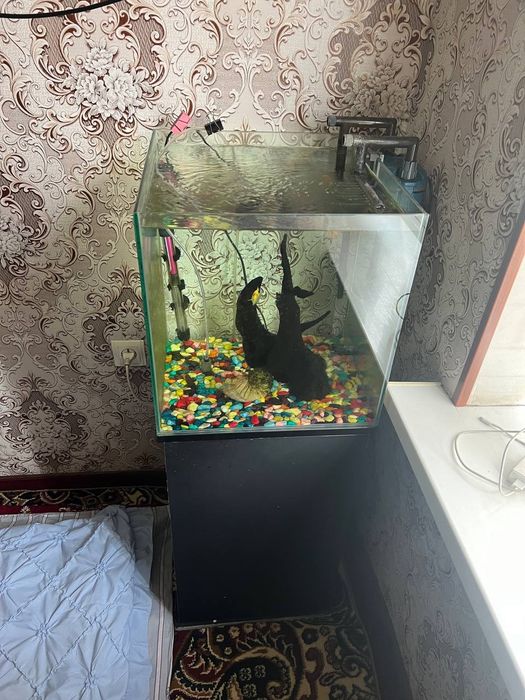 Балик аквариум поставка филтр общий комплект 5 балик билан срочно соти