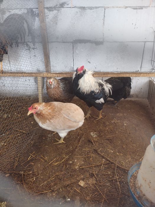 Пилета и яйца от много видове кокошки.Видин