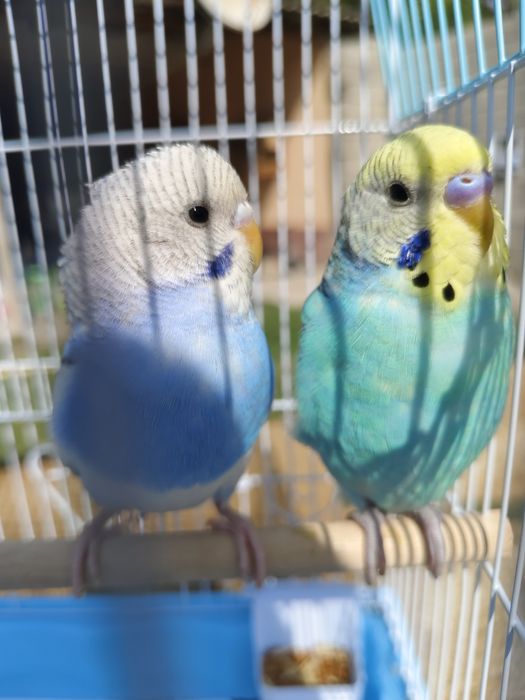 Продам пара попугай папугай