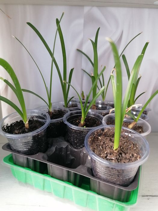 Зефирантес сортовой