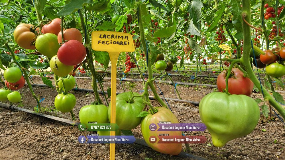 Rasaduri | Rasad Rosii Lacrima fecioarei Inima de bou Grase romanesti