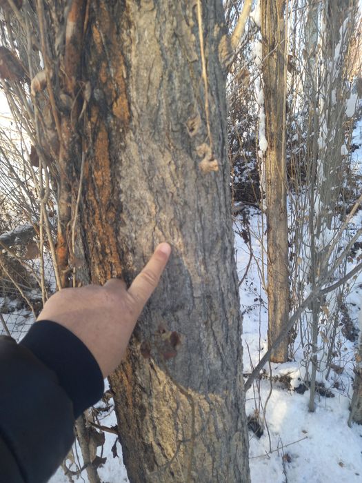 Прадаётса деревя-Тераклар сотилади