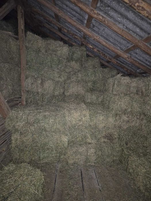 Vand baloti lucerna si fan