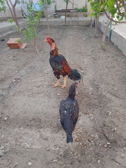 Дакан хурозлар ва мокиен сотилади