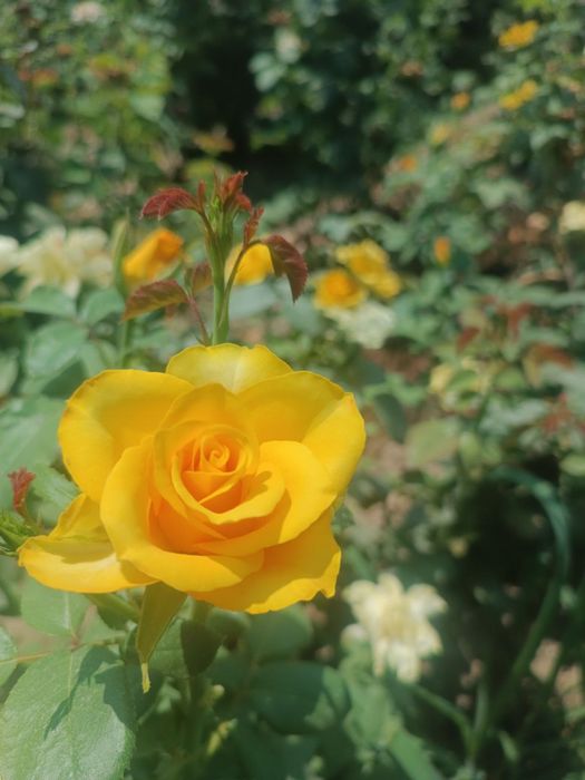 Atirgul koʻchatla sotiladi