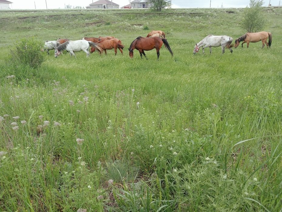 Саумал саумал Қымыз қымыз қымыз