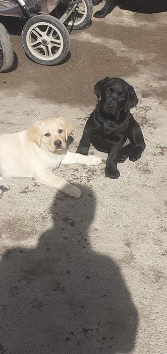 Продаются чистокровные щенки лабрадора ретривера