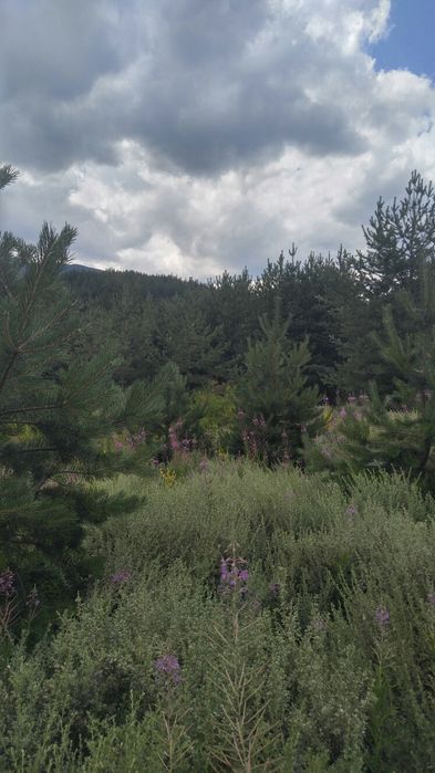 Продава се Земеделски имот в с. Кремен, Област Благоевград -  кв.м за 8334 €/дка - Снимка #2