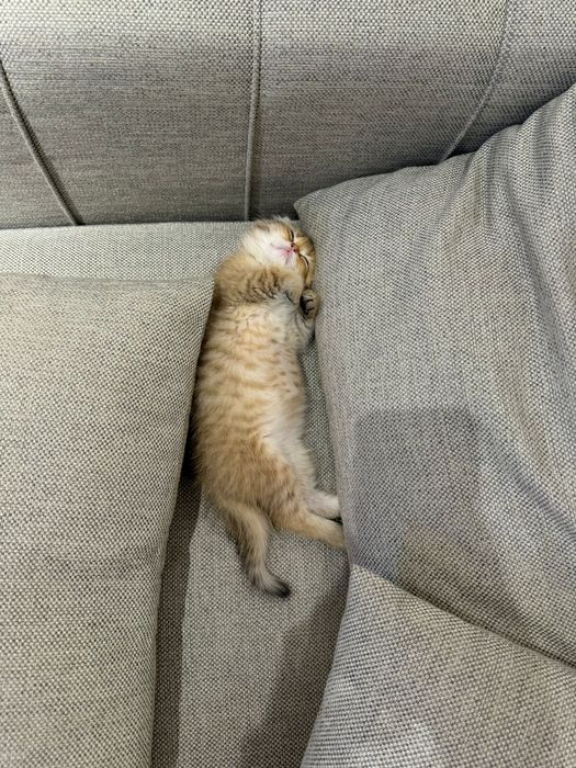 КоТик и кошЕчка  .ЗоЛоТо