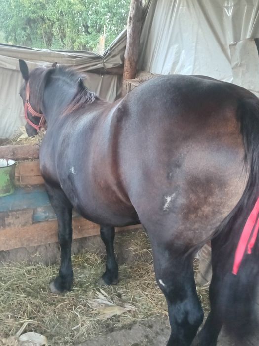 Vând iapă de opt ani cuminte blondă se probează la orice probă mai multe detalii în privat