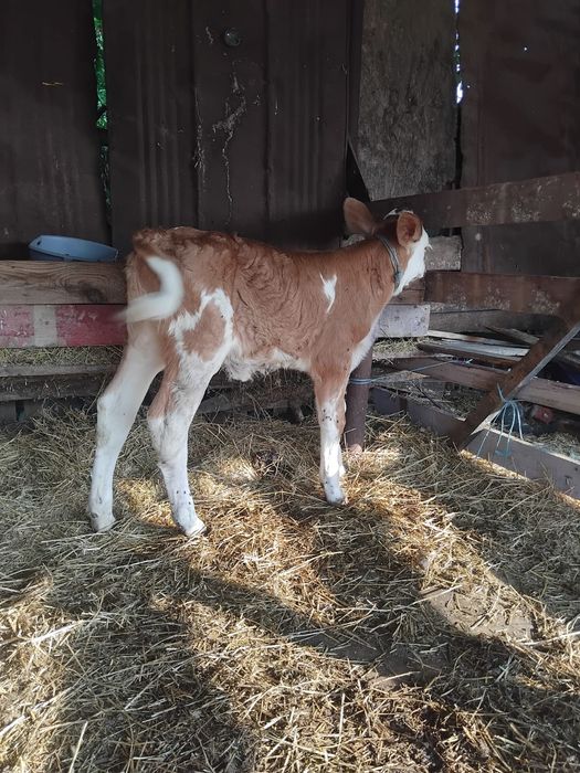 De vânzare vițică bălțată românească de doua săptămâni