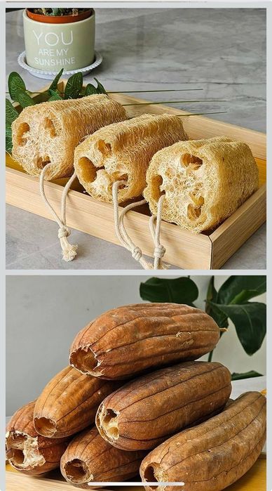 Семена за гъба Луфа