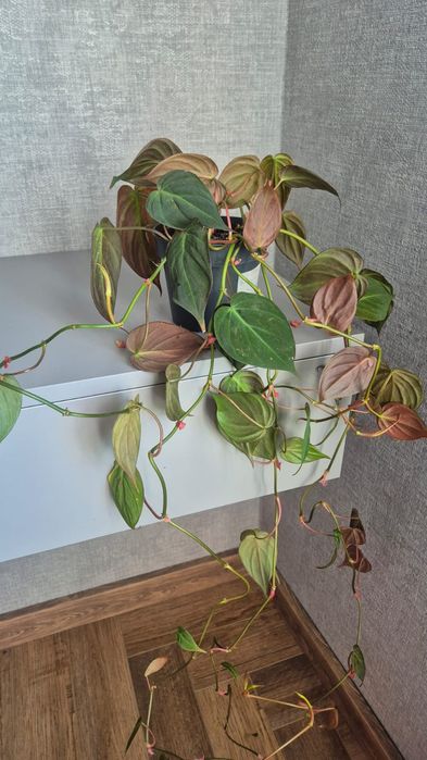 Филодендрон миканс