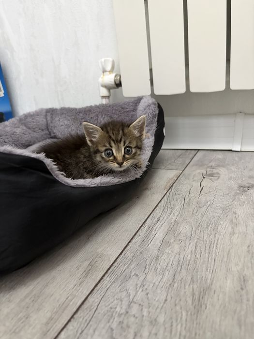 Котенок девочка срочно ищет дом!