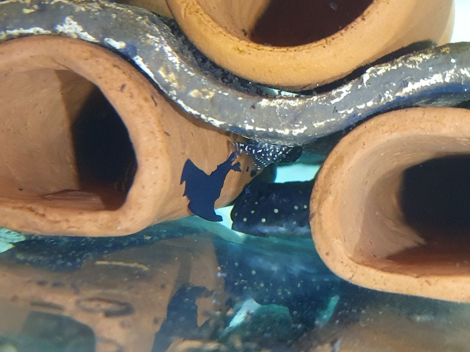 L201 Hypancistrus