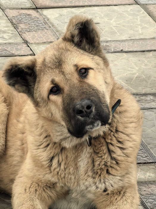 Продам  Алабая собаку