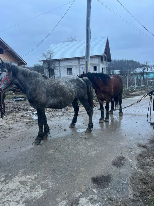 Armăsar disponibil pentru montă