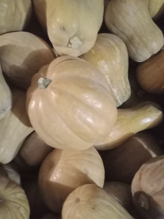 Тыква японка по 250тг.