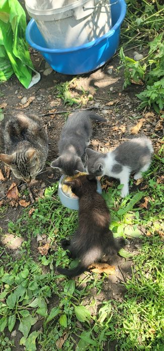 Котята в добрые руки.