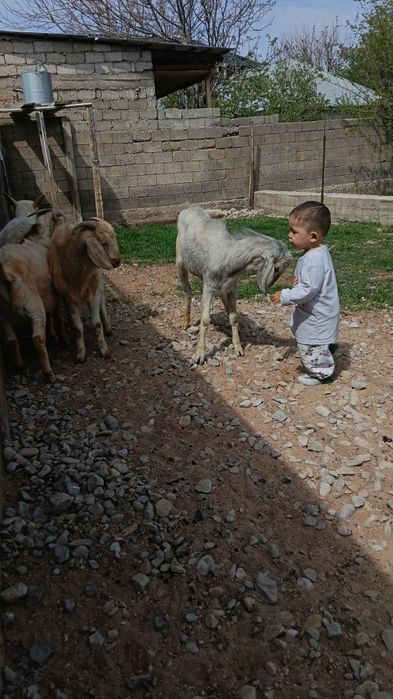 Козы Байтал асыл тукым