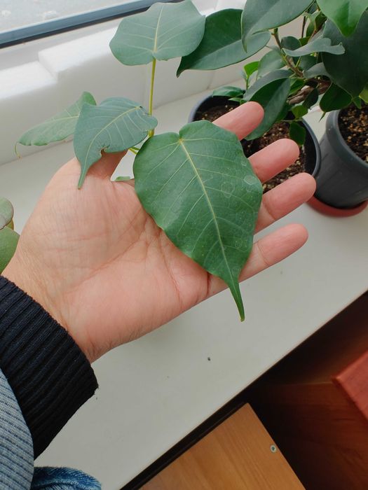 Фикус священный Эдем