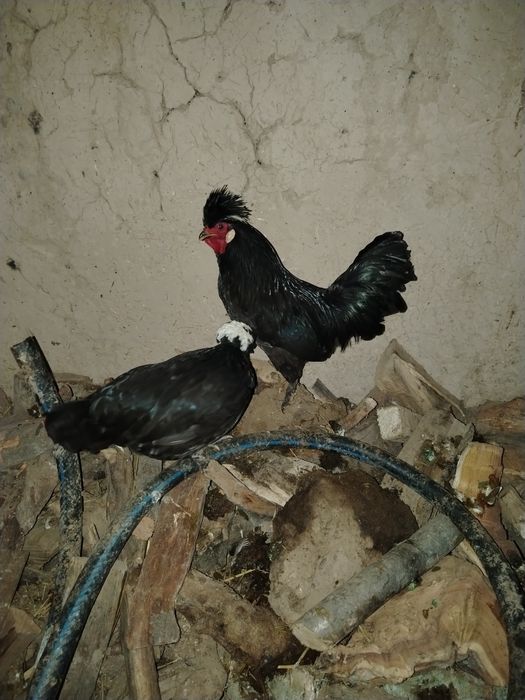 Галанкалар сотилади