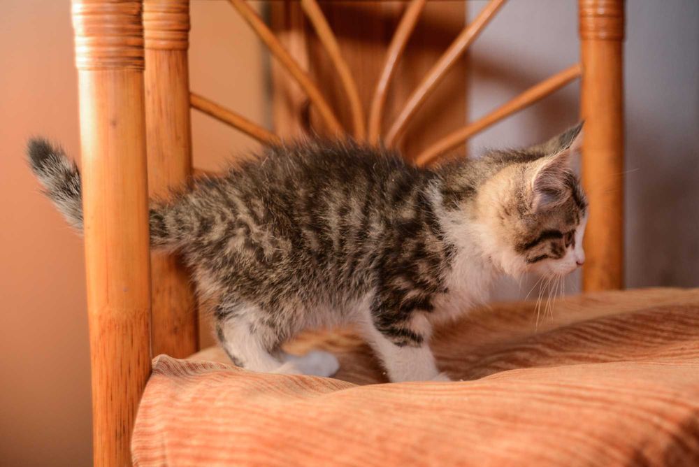 Котенок  девочка