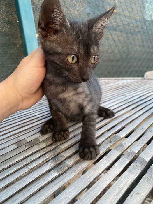 Pisicută spre adoptie mai multe detali în pv