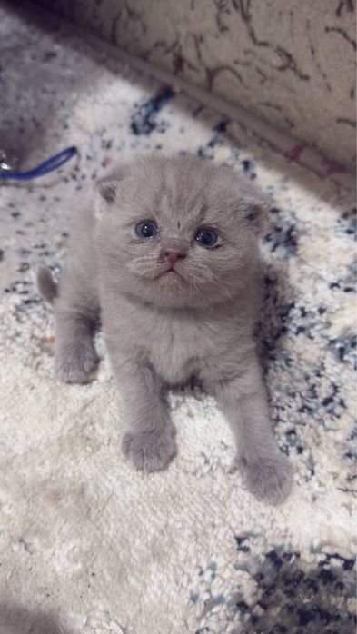 Кошки лиловые 1,5 месяца.