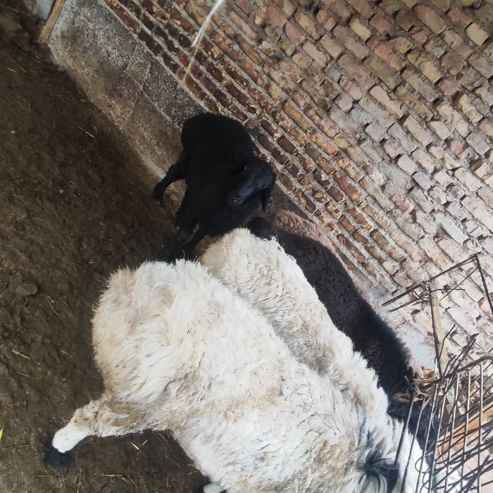 Qo'chqorlar sotiladi