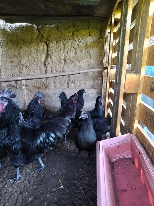 Uhayel tovuqlar sotiladi