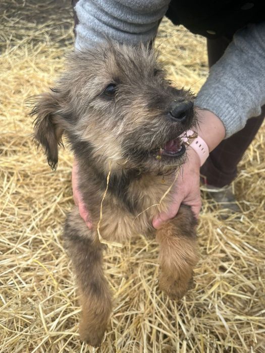 Donez cățeluși metiș de 4 luni