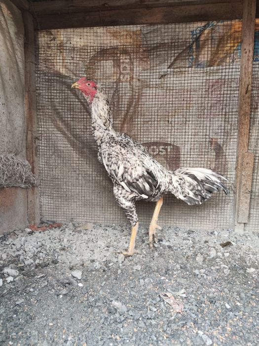 бойцы дакан шамо