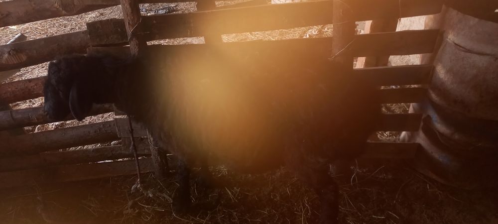 .      Qo'ylar sotiladi