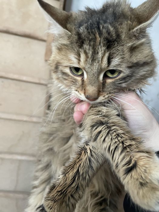 Отдам в добрые руки!