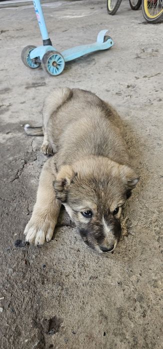 Продаётся щенок алабай  малчик
