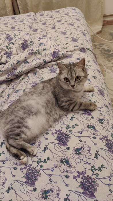 Британская кошечка