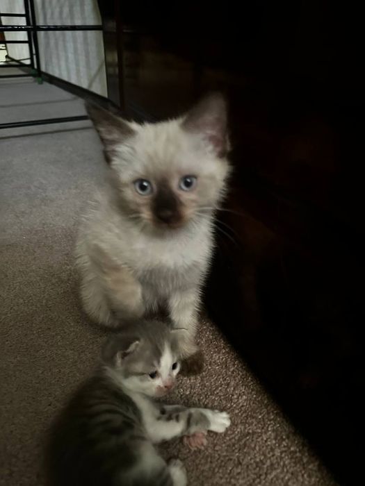 Mushuk bolalari sotiladi