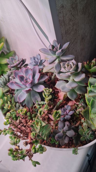 Суккуленты продажа