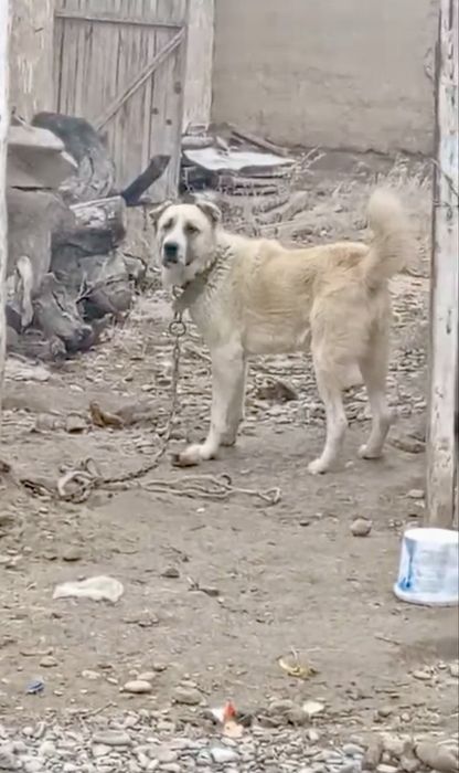 Алабай ит сатылады