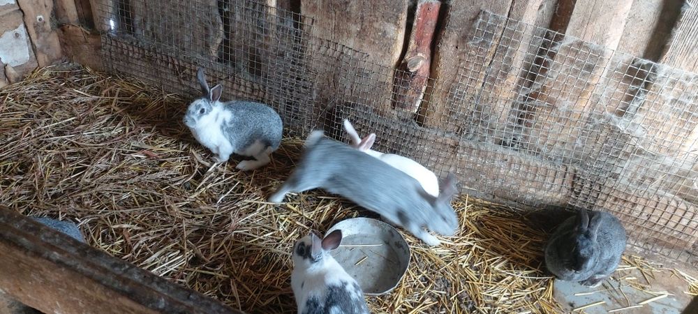 Продам кроликов.
