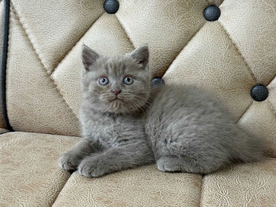 Продается котенок скотиш страйт