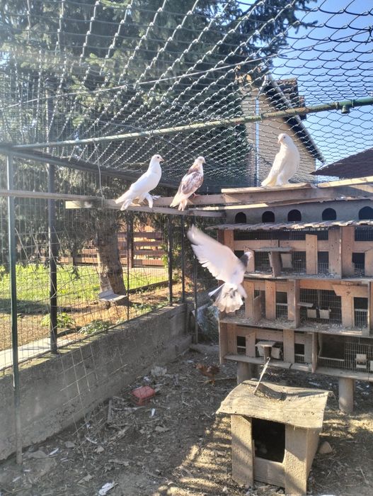 Porumbei galateni,incaltati, susțineți,voiajori