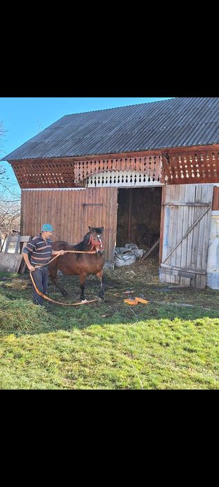 Vand iapă cu stea in frunte