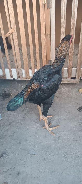 Хуроз сотувда ишончли