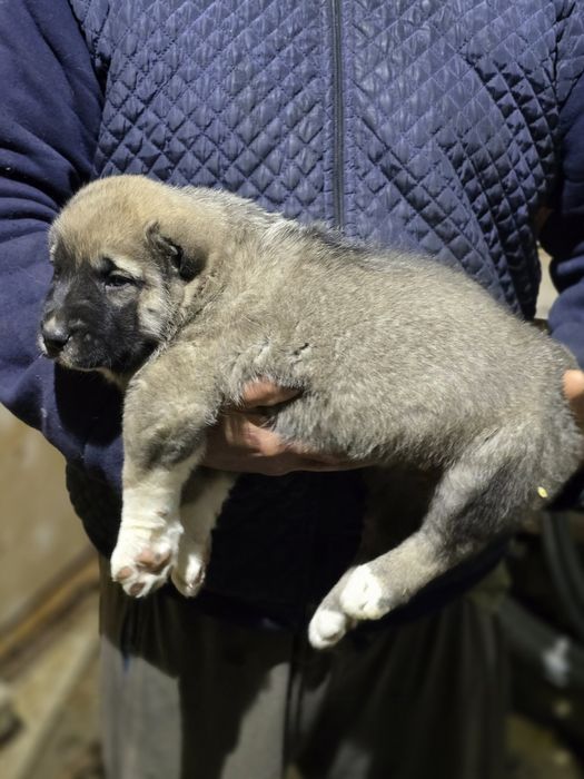 Щенки САО готовы к продаже*(тяж)