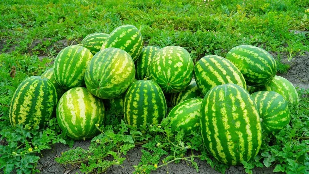 Продам арбуз с поля