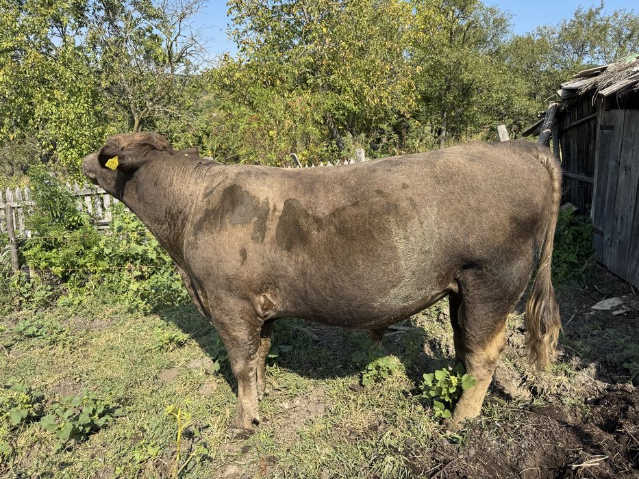 Tauri de vanzare judetul Buzau
