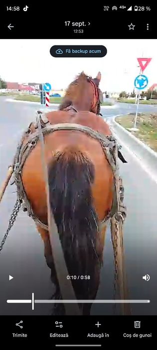 Vând iapă nu mușcă nu lovește de patru ani